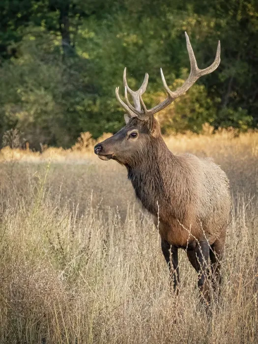 Framed Print : Usa, Washington State, Roslyn. Bull Roosevelt Elk in grass Framed Print : Usa, Washington State, Roslyn. Bull Roosevelt Elk in grass