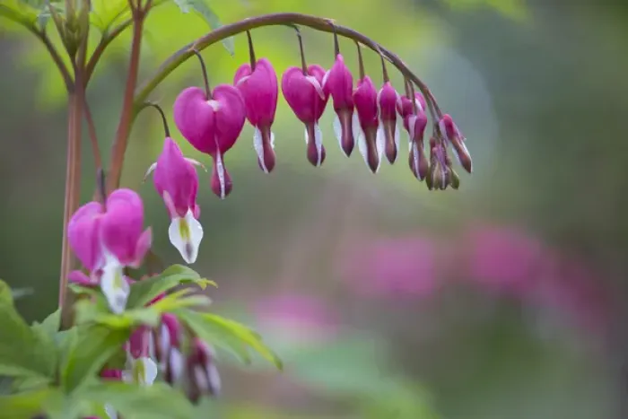 Framed Print : USA, Washington State, Row of Bleeding Heart (Dicentra spectabilis) flowers in a