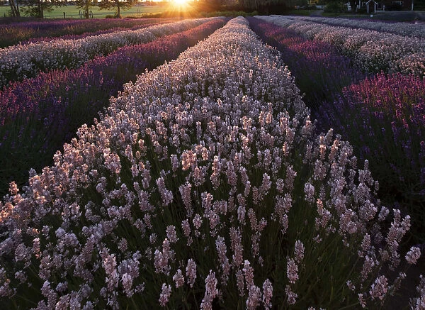 USA, Washington State. Rows of lavender