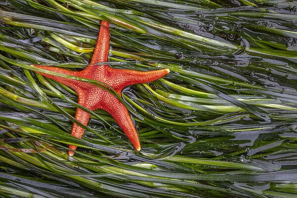 USA, Washington State, Salt Creek Recreation Area. Blood star and wet eelgrass