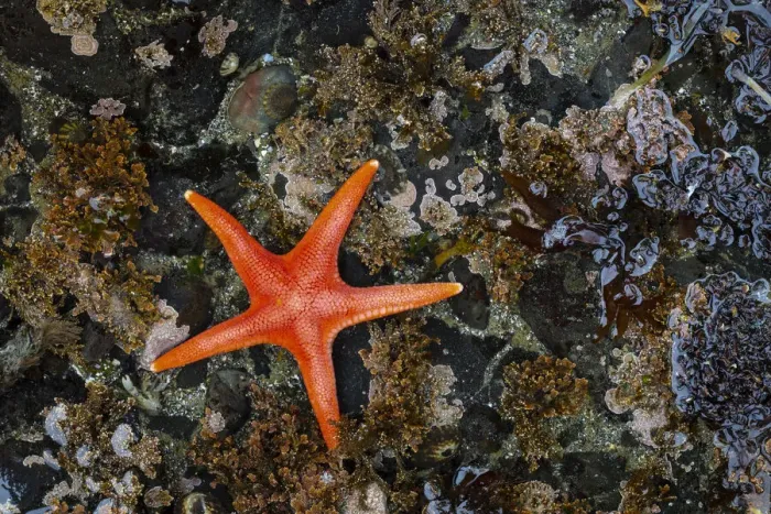 Framed Print : USA, Washington State, Salt Creek Recreation Area. Blood star on beach Framed Print : USA, Washington State, Salt Creek Recreation Area. Blood star on beach
