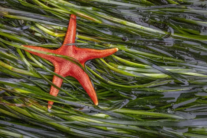 Framed Print : USA, Washington State, Salt Creek Recreation Area. Blood star and wet eelgrass