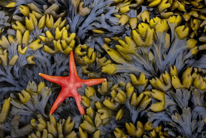 Framed Print : USA, Washington State, Salt Creek Recreation Area. Blood star and wet rockweed