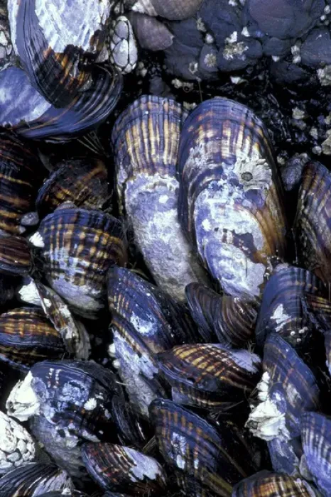 Framed Print : USA, Washington State, Salt Creek State Park, Tongue Point. California mussels with Framed Print : USA, Washington State, Salt Creek State Park, Tongue Point. California mussels with