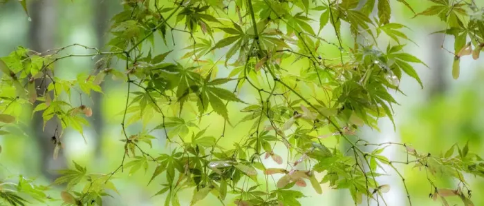 Framed Print : USA, Washington State, Sammamish, looking up through Japanese Maple Leaves in Autumns