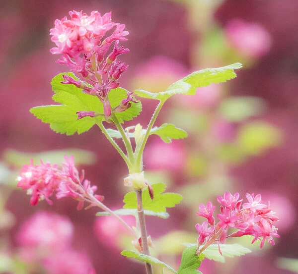 USA, Washington State, Sammamish, spring flowering Currant