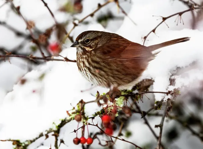 Framed Print : USA, Washington State, Sammamish. Sparrow on snow covered Crabapple tree Framed Print : USA, Washington State, Sammamish. Sparrow on snow covered Crabapple tree
