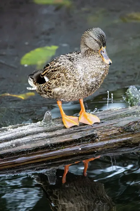Framed Print : USA, Washington State, Sammamish. Yellow Lake with Female Mallard duck resting on floating log Framed Print : USA, Washington State, Sammamish. Yellow Lake with Female Mallard duck resting on floating log