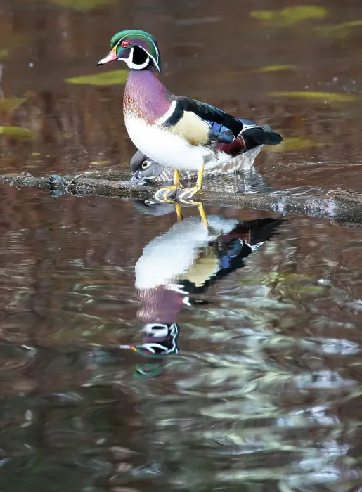 Framed Print : USA, Washington State, Sammamish. Yellow Lake with male drake wood duck Framed Print : USA, Washington State, Sammamish. Yellow Lake with male drake wood duck