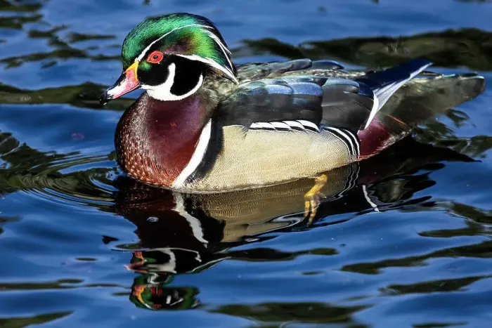 Framed Print : USA, Washington State, Sammamish. Yellow Lake with male drake wood duck Framed Print : USA, Washington State, Sammamish. Yellow Lake with male drake wood duck