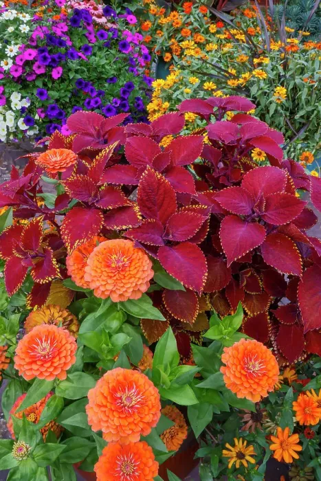 Framed Print : USA, Washington State, Sammamish. Garden with summer annual flowers, with zinnias and coleus Framed Print : USA, Washington State, Sammamish. Garden with summer annual flowers, with zinnias and coleus