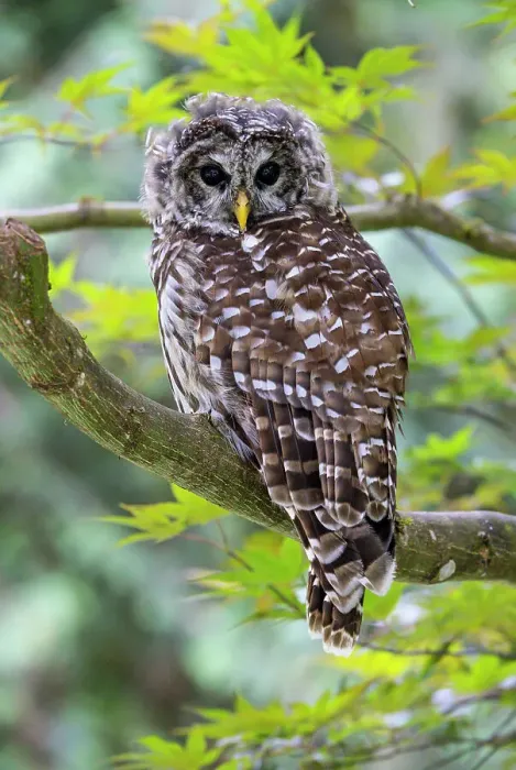 Framed Print : USA, Washington State, Sammamish. Barred Owl perched in Japanese Maple Tree Framed Print : USA, Washington State, Sammamish. Barred Owl perched in Japanese Maple Tree