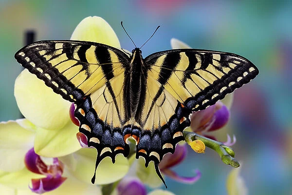 USA, Washington State, Sammamish. Eastern tiger swallowtail butterfly on Orchid