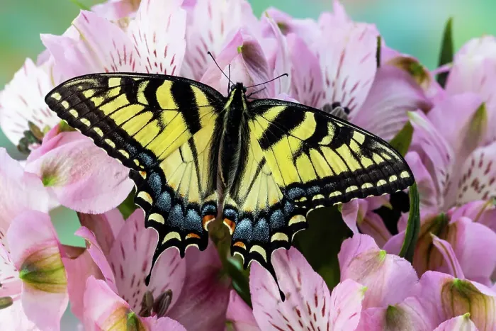 Framed Print : USA, Washington State, Sammamish. Eastern tiger swallowtail butterfly on Peruvian lily Framed Print : USA, Washington State, Sammamish. Eastern tiger swallowtail butterfly on Peruvian lily