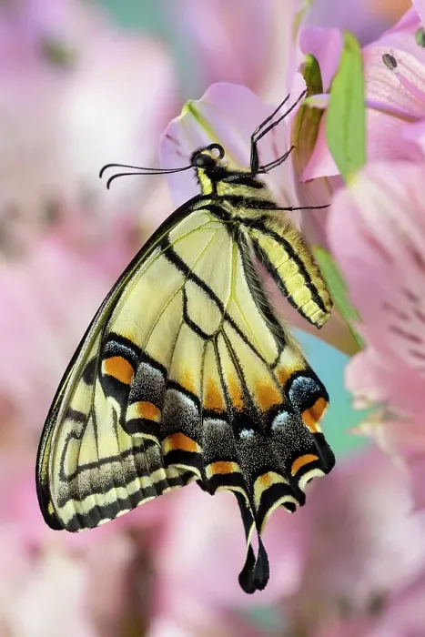 Framed Print : USA, Washington State, Sammamish. Eastern tiger swallowtail butterfly on Peruvian lily Framed Print : USA, Washington State, Sammamish. Eastern tiger swallowtail butterfly on Peruvian lily