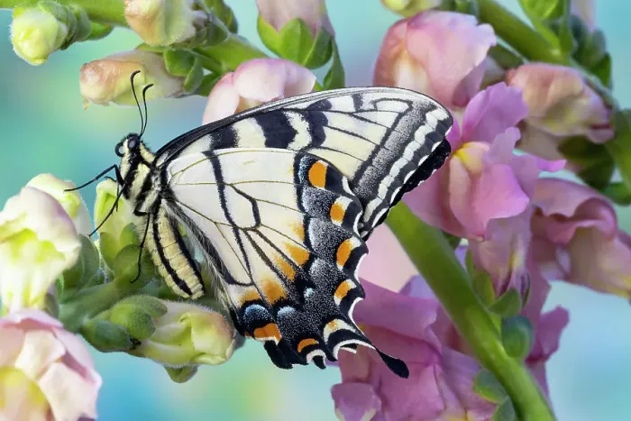 Framed Print : USA, Washington State, Sammamish. Eastern tiger swallowtail butterfly on Snapdragon Framed Print : USA, Washington State, Sammamish. Eastern tiger swallowtail butterfly on Snapdragon
