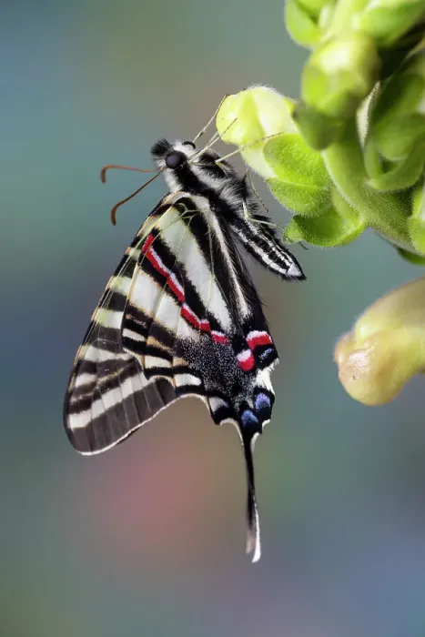 Framed Print : USA, Washington State, Sammamish. Zebra swallowtail butterfly on Snapdragon Framed Print : USA, Washington State, Sammamish. Zebra swallowtail butterfly on Snapdragon