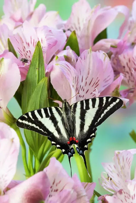 Framed Print : USA, Washington State, Sammamish. Zebra swallowtail butterfly on pink Peruvian lily Framed Print : USA, Washington State, Sammamish. Zebra swallowtail butterfly on pink Peruvian lily
