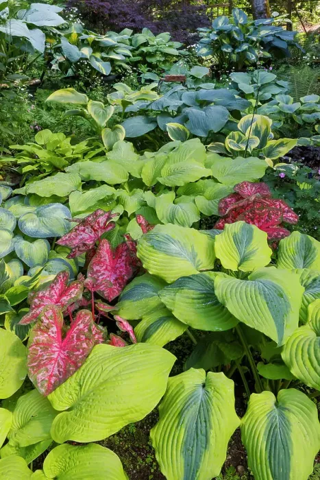 Framed Print : USA, Washington State, Sammamish. shade garden with Caladiums, Hosta Framed Print : USA, Washington State, Sammamish. shade garden with Caladiums, Hosta