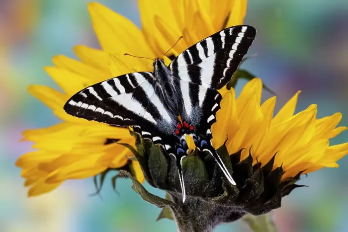 Framed Print : USA, Washington State, Sammamish. Zebra swallowtail butterfly on sunflower Framed Print : USA, Washington State, Sammamish. Zebra swallowtail butterfly on sunflower