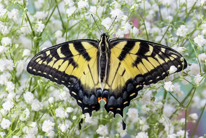 Framed Print : USA, Washington State, Sammamish. Eastern tiger swallowtail butterfly Framed Print : USA, Washington State, Sammamish. Eastern tiger swallowtail butterfly