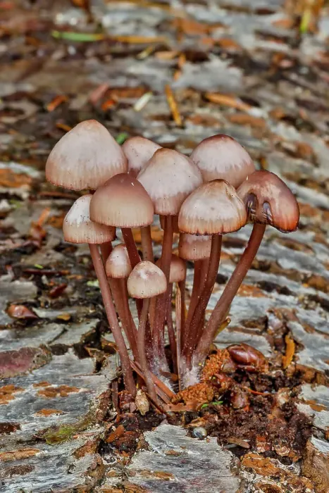 Framed Print : USA, Washington State, Sammamish. Mushrooms growing on fall alder tree log