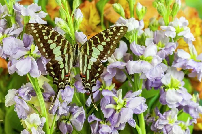 Framed Print : USA, Washington State, Sammamish. Tropical swallowtail butterfly large striped, graphium antheus on flowering lavender stock Framed Print : USA, Washington State, Sammamish. Tropical swallowtail butterfly large striped, graphium antheus on flowering lavender stock
