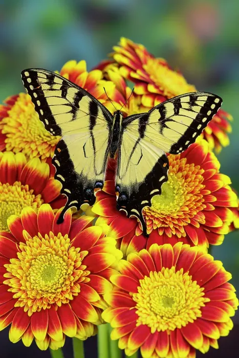 Framed Print : USA, Washington State, Sammamish. Male eastern tiger swallowtail butterfly, Papilio, on red and yellow gerber daisy