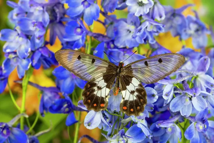 Framed Print : USA, Washington State, Sammamish. Big greasy. Also known as the clearwing butterfly on blue delphinium flowers Framed Print : USA, Washington State, Sammamish. Big greasy. Also known as the clearwing butterfly on blue delphinium flowers