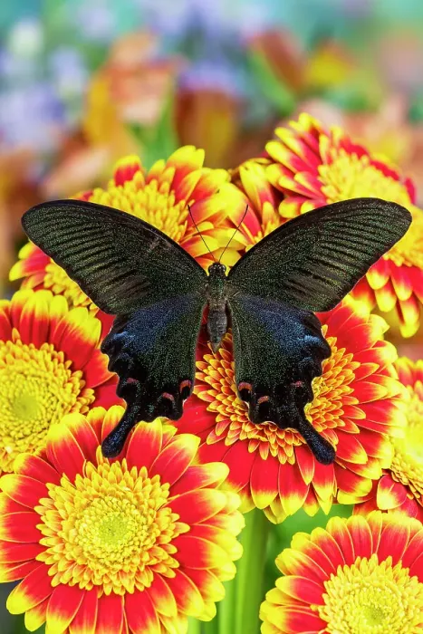 Framed Print : USA, Washington State, Sammamish. Swallowtail butterfly on lavender flowering red and yellow gerber daisy Framed Print : USA, Washington State, Sammamish. Swallowtail butterfly on lavender flowering red and yellow gerber daisy