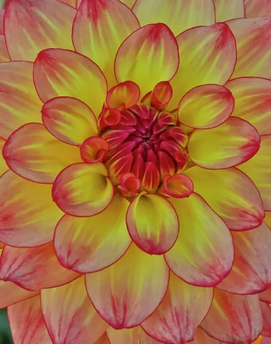 Framed Print : USA, Washington State, Sammamish. Dahlia flower close-up of petals Framed Print : USA, Washington State, Sammamish. Dahlia flower close-up of petals