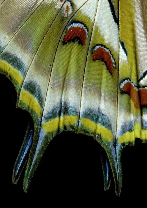Framed Print : USA, Washington State, Sammamish. Tail wing detail tropical butterfly Charaxes Framed Print : USA, Washington State, Sammamish. Tail wing detail tropical butterfly Charaxes