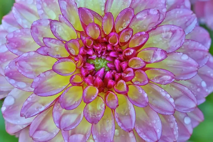 Framed Print : USA, Washington State, Sammamish. Dahlia flower close-up of petals Framed Print : USA, Washington State, Sammamish. Dahlia flower close-up of petals