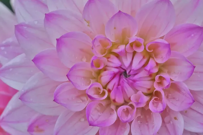 Framed Print : USA, Washington State, Sammamish. Dahlia flower close-up of petals Framed Print : USA, Washington State, Sammamish. Dahlia flower close-up of petals