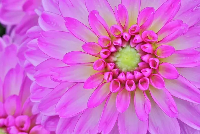 Framed Print : USA, Washington State, Sammamish. Dahlia flower close-up of petals