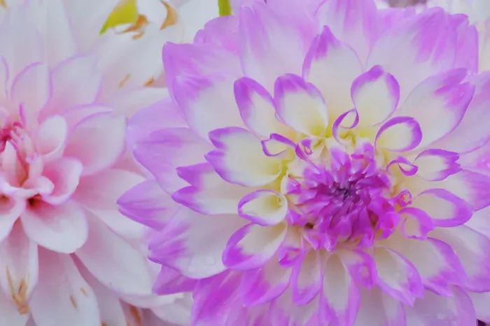 Framed Print : USA, Washington State, Sammamish. Dahlia flower close-up of petals Framed Print : USA, Washington State, Sammamish. Dahlia flower close-up of petals