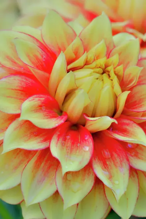 Framed Print : USA, Washington State, Sammamish. Dahlia flower close-up of petals Framed Print : USA, Washington State, Sammamish. Dahlia flower close-up of petals