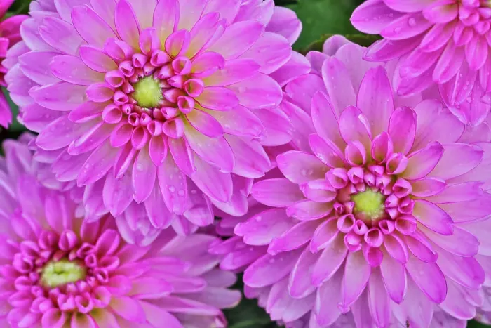 Framed Print : USA, Washington State, Sammamish. Dahlia flower close-up of petals