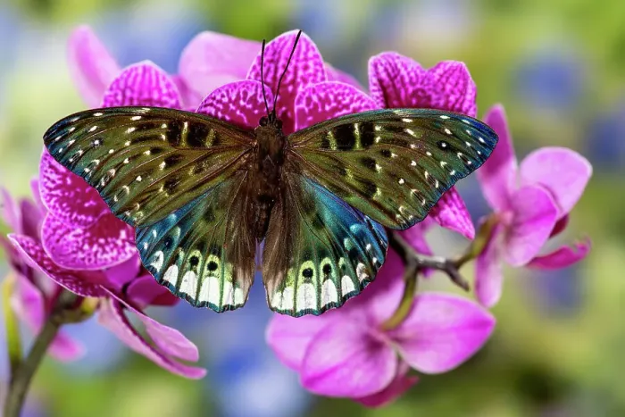 Framed Print : USA, Washington State, Sammamish. Tropical butterfly on flowering tropical orchid Framed Print : USA, Washington State, Sammamish. Tropical butterfly on flowering tropical orchid