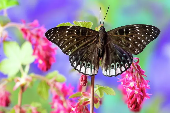 Framed Print : USA, Washington State, Sammamish. Tropical butterfly on flowering wild pink currant