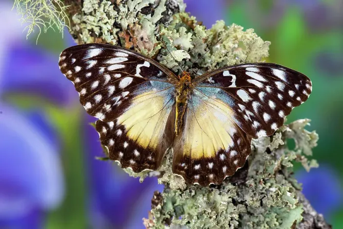 Framed Print : USA, Washington State, Sammamish. Tropical butterfly on lichen covered branch