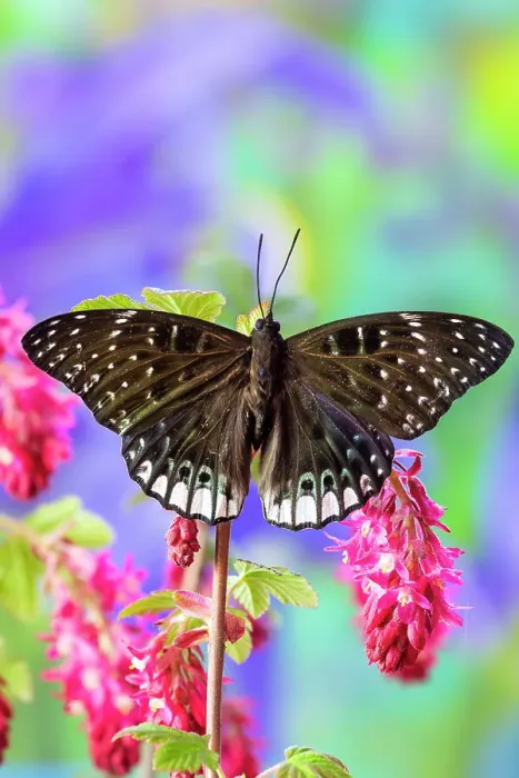 Framed Print : USA, Washington State, Sammamish. Tropical butterfly on flowering wild pink currant Framed Print : USA, Washington State, Sammamish. Tropical butterfly on flowering wild pink currant
