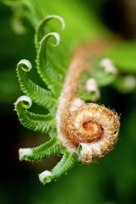 Framed Print : USA, Washington State, Sammamish. Close-up of Western Sword Fern uncurling. (PR) Framed Print : USA, Washington State, Sammamish. Close-up of Western Sword Fern uncurling. (PR)