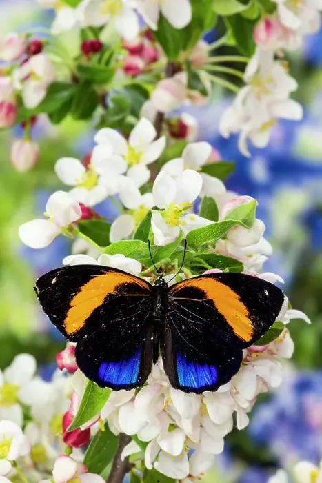 Framed Print : USA, Washington State, Sammamish. Tropical butterfly Asterope davisi small blue and orange on flowering white crabapple tree
