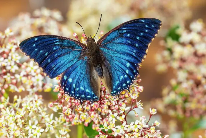 Framed Print : USA, Washington State, Sammamish. Blue tropical butterfly in the Charaxes family Framed Print : USA, Washington State, Sammamish. Blue tropical butterfly in the Charaxes family