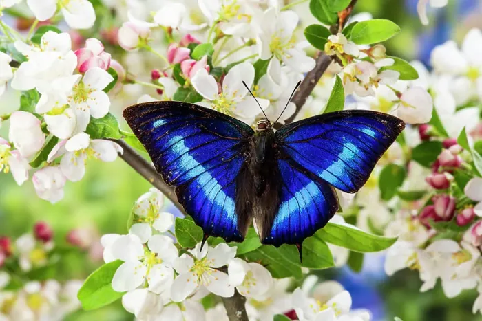 Framed Print : USA, Washington State, Sammamish. Tropical butterfly Prepona omphale on flowering white crabapple tree Framed Print : USA, Washington State, Sammamish. Tropical butterfly Prepona omphale on flowering white crabapple tree