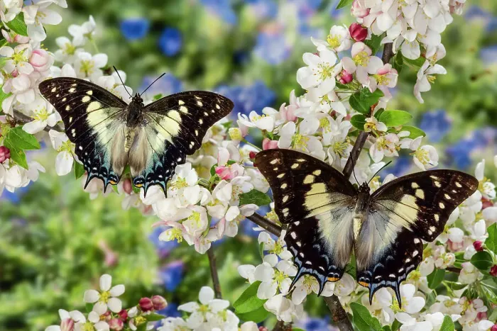 Framed Print : USA, Washington State, Sammamish. Tropical butterfly the Leafwing butterfly Polyura cognatus on flowering crabapple blooms Framed Print : USA, Washington State, Sammamish. Tropical butterfly the Leafwing butterfly Polyura cognatus on flowering crabapple blooms
