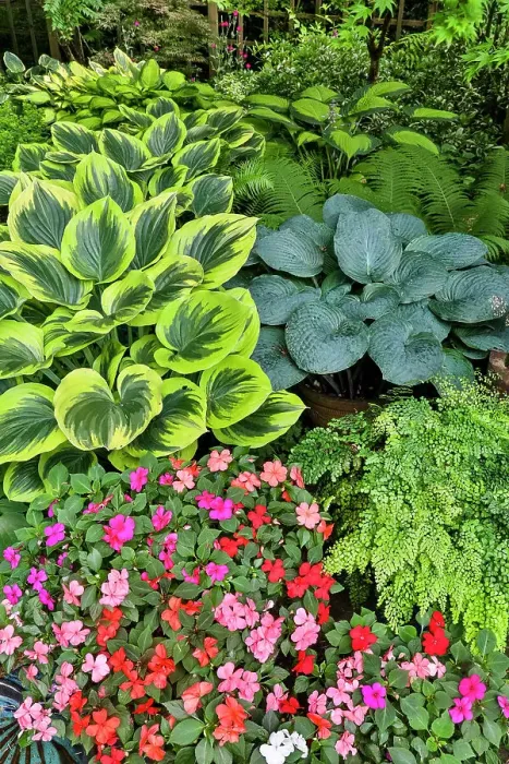 Framed Print : USA, Washington State, Sammamish. Garden in springtime colors with hosta liberty growing in large pots. (PR) Framed Print : USA, Washington State, Sammamish. Garden in springtime colors with hosta liberty growing in large pots. (PR)