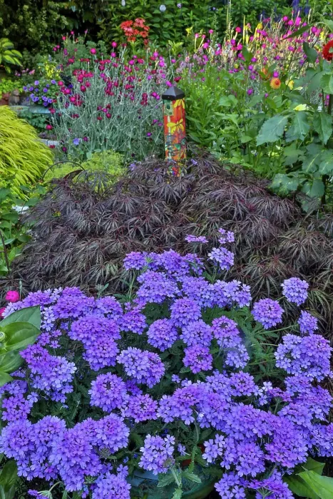 Framed Print : USA, Washington State, Sammamish. Summer perennial flower garden with cone flowers, zinnias. Beebalms, Rebecca. Coleus, Japanese grasses and lawn art Framed Print : USA, Washington State, Sammamish. Summer perennial flower garden with cone flowers, zinnias. Beebalms, Rebecca. Coleus, Japanese grasses and lawn art