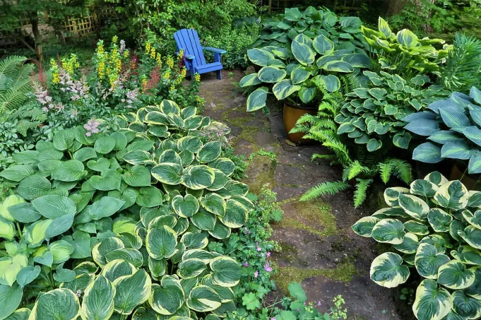 Framed Print : USA, Washington State, Sammamish. Garden with hosta stone path with blue chair Framed Print : USA, Washington State, Sammamish. Garden with hosta stone path with blue chair